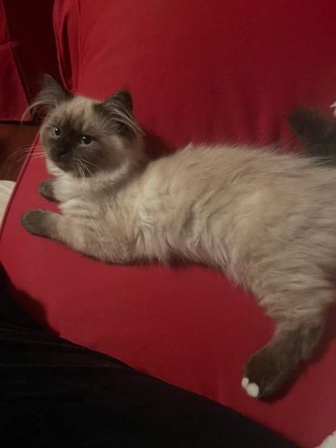 A female blue point Siberian kitten with two white toes laying on a red couch.