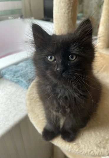 A black smoke Siberian kitten.