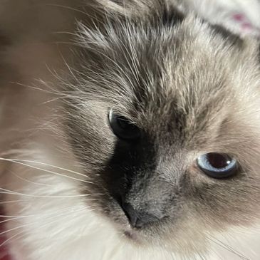 A close up of a female blue point Siberian cat.