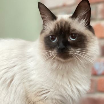 A female seal point, Neva Masquerade Siberian cat.
