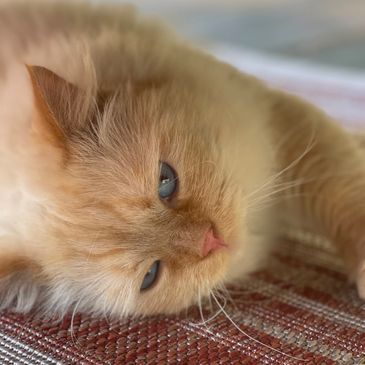 A red point male Siberian cat laying down.