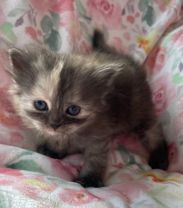 Siberian tortoiseshell kitten