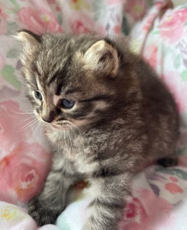 Siberian silver tabby kitten