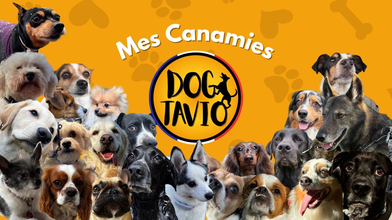 Les Canaries Dogtavio, tout les chiens qui ont travaillai avec Dogtavio