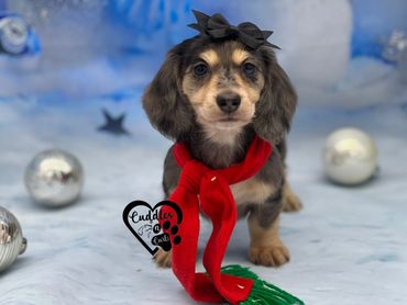 longhair dapple miniature dachshunds