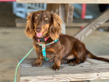 miniature dachshund breeders