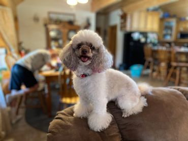 toy poodle breeders