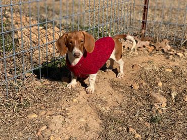 dachshunds in sweaters