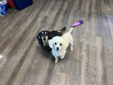 good dog breeders in Arkansas