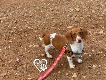 genetically health tested miniature dachshunds