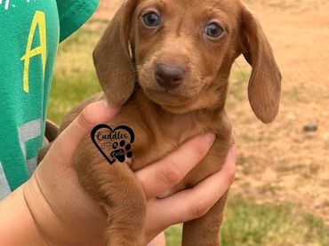 well bred miniature dachshunds