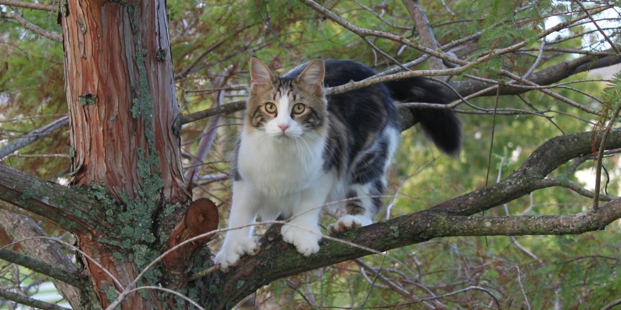 Maine Coon Polydactyl cat in tree