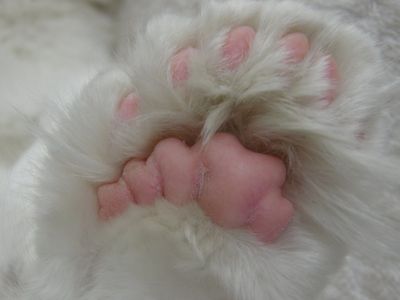 Patty back paw of a Maine Coon Polydactyl