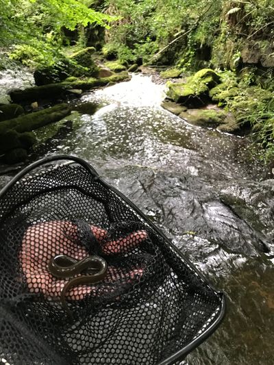 An eel in a hand net caught during an electrofishing survey of Smithy Beck.