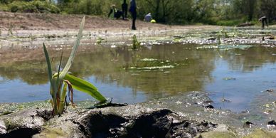 Wetland plants planted at Hillylaid wetland to increase diversity