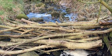 A leaky dam made from natural woody material holds back water on a watercourse in the Wyre