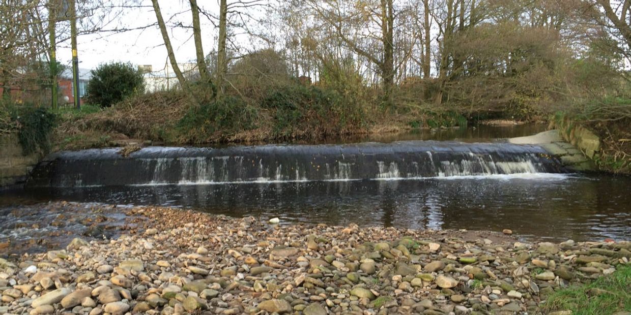 Weirs can limit fish passage