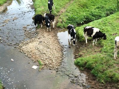 Cows causing pollution of the River Wyre at Scorton