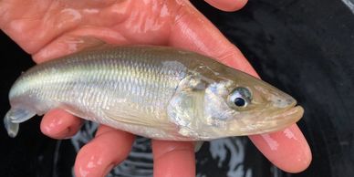 A smelt fish being handled by one of the Wyre Rivers Trust team