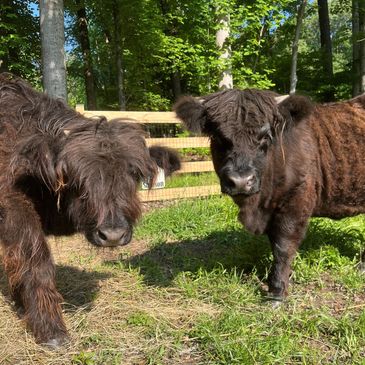 Sam and Su, black mini Scottish Highland Cows in pasture