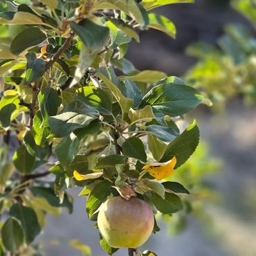 An apple hanging on a leafy branch in soft sunlight.