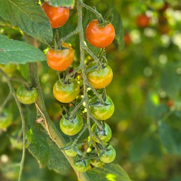Cluster of ripening cherry tomatoes on the vine.