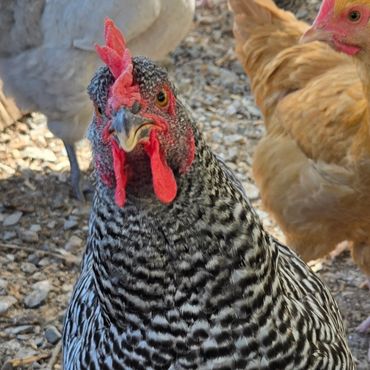 Close-up of a barred rock chicken standing on rocky ground.
