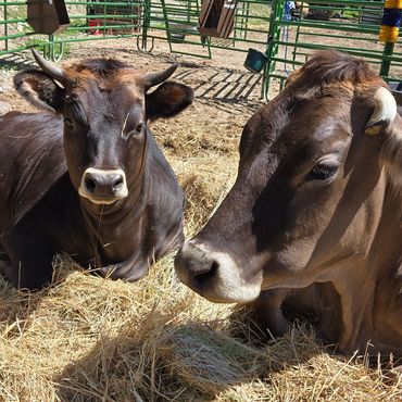 Two brown cows resting on hay in a fenced outdoor area surrounded by trees.