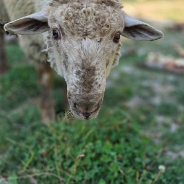 Close-up of a curious sheep standing on grass.