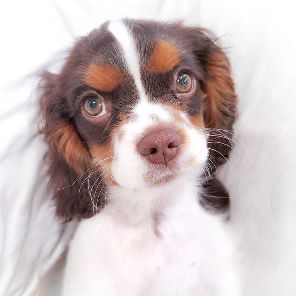AKC chocolate cavalier king charles spaniels