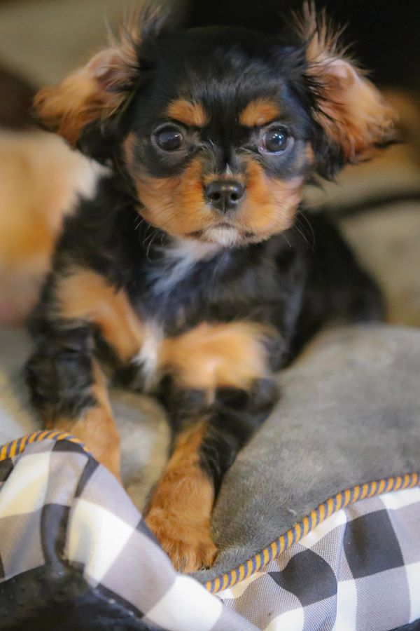 Black and Tan Cavalier