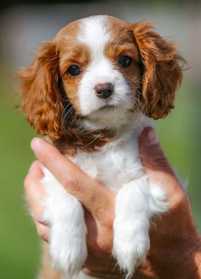 Washington-based Cavalier King Charles Spaniel breeder serving families in Seattle, Oregon, and Brit