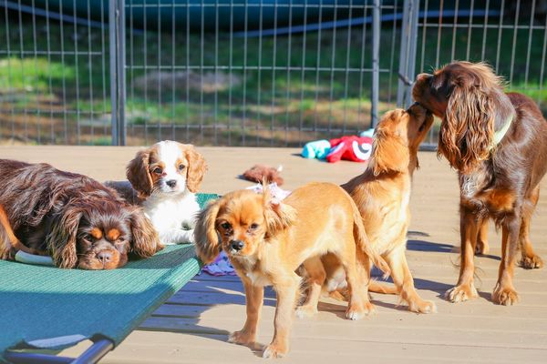 cavalier AKC registered good health