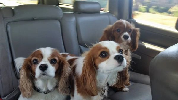 retired Cavalier King Charles Spaniel for Sale