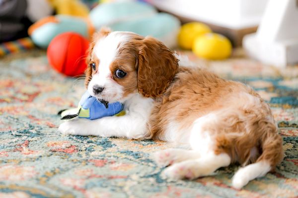 cavalier puppies blenheim