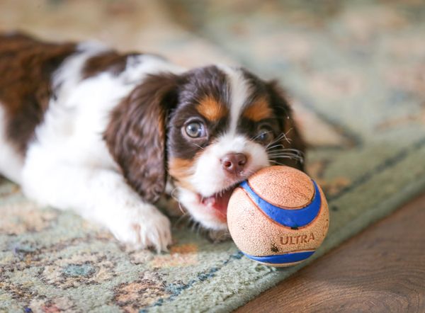tri colored AKC registered cavalier king charles spaniels