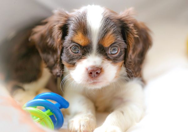 chocolate tri colored cavalier king charles