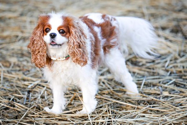 blenheim adult cavaliers available