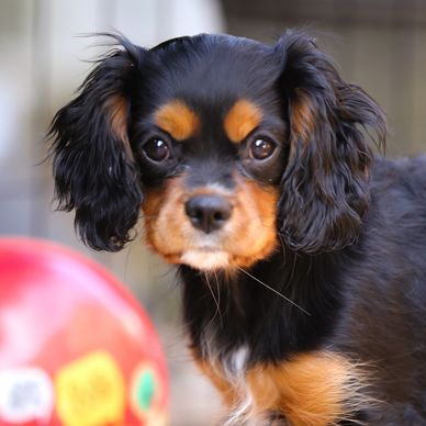 Cavalier King Charles Spaniel Puppies for Sale Black and Tan 