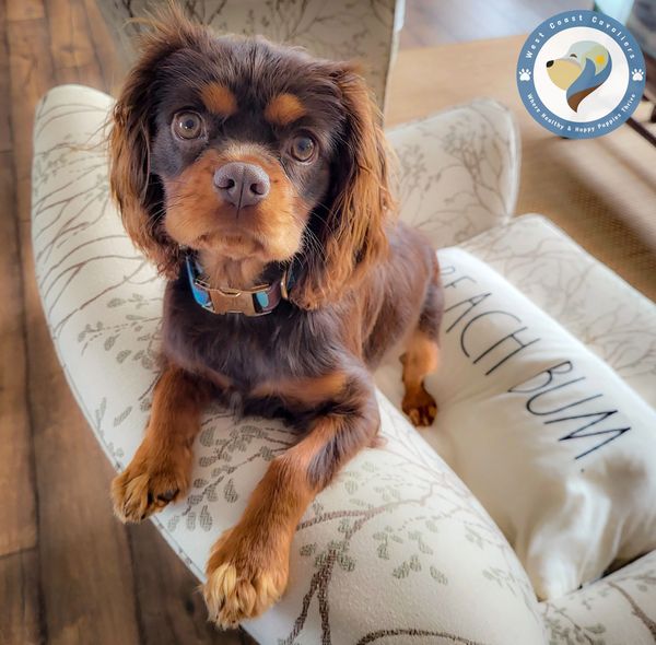 chocolate cavalier king charles spaniel rare