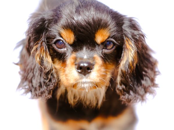 Black and tan male Cavaliers king charles spaniel