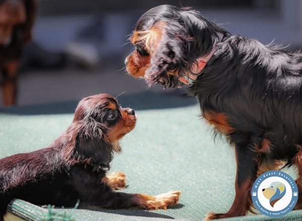 black and tan puppies cavaliers