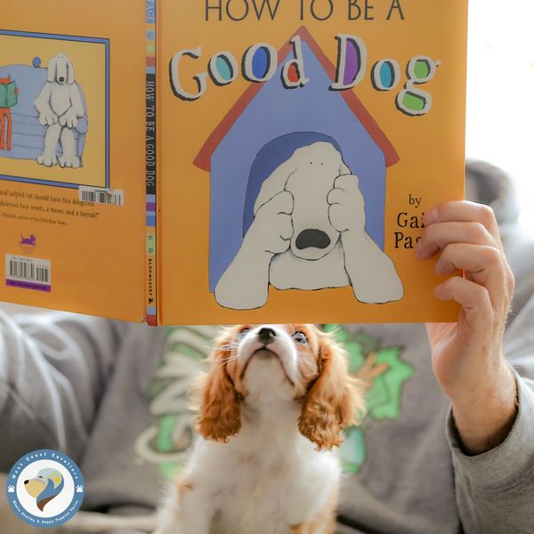 Blenheim Cavalier puppy being a good girl