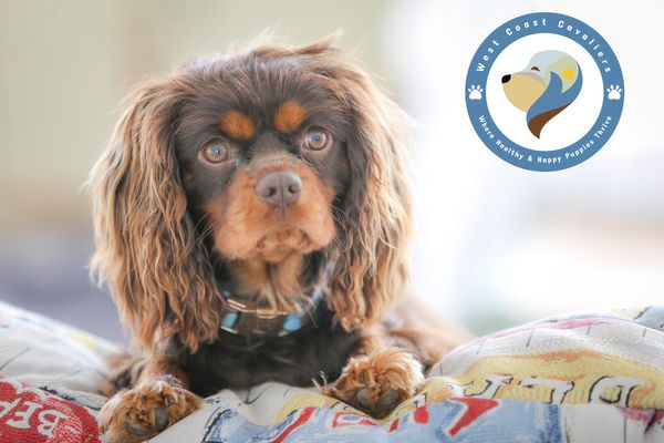 chocolate and tan cavalier king charles spaniel