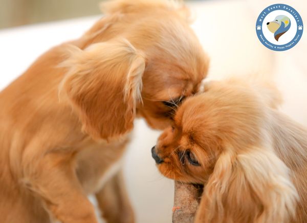 two ruby female cavaliers for sale - how to get a free cavalier king charles spaniel