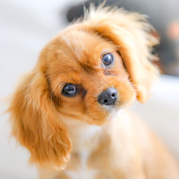 Ruby Cavalier King Charles Spaniel Puppy