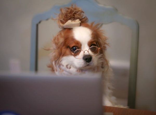 Blenheim Cavalier Spaniels