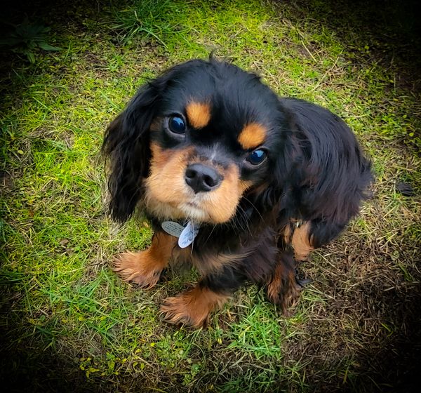 black and tan cavalier king charles cavalier