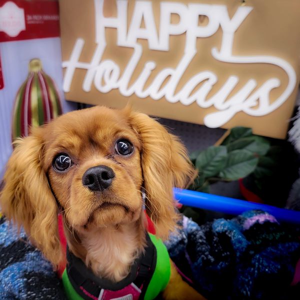 ruby cavalier king charles adult