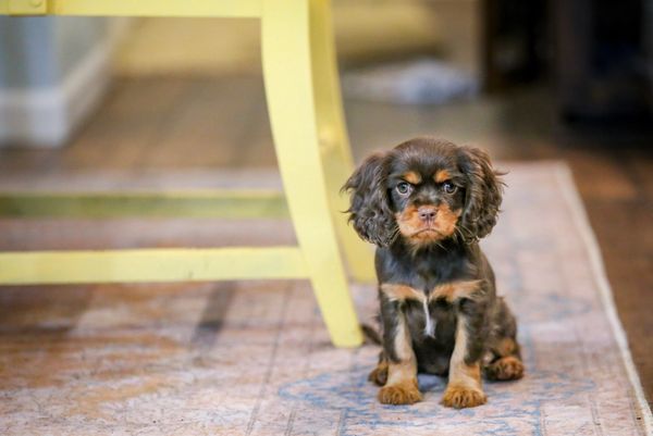 Chocolate female cavalier puppy
